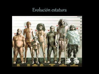Evolución estatura
 
