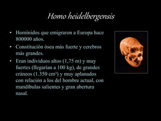 Homo heidelbergensis
• Homínidos que emigraron a Europa hace
800000 años.
• Constitución ósea más fuerte y cerebros
más grandes.
• Eran individuos altos (1,75 m) y muy
fuertes (llegarían a 100 kg), de grandes
cráneos (1.350 cm³) y muy aplanados
con relación a los del hombre actual, con
mandíbulas salientes y gran abertura
nasal.
 