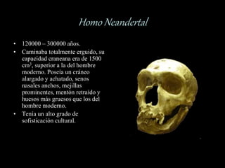 Homo Neandertal
• 120000 – 300000 años.
• Caminaba totalmente erguido, su
capacidad craneana era de 1500
cm3, superior a la del hombre
moderno. Poseía un cráneo
alargado y achatado, senos
nasales anchos, mejillas
prominentes, mentón retraído y
huesos más gruesos que los del
hombre moderno.
• Tenía un alto grado de
sofisticación cultural.
 