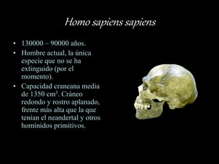 Homo sapiens sapiens
• 130000 – 90000 años.
• Hombre actual, la única
especie que no se ha
extinguido (por el
momento).
• Capacidad craneana media
de 1350 cm3. Cráneo
redondo y rostro aplanado,
frente más alta que la que
tenían el neandertal y otros
homínidos primitivos.
 