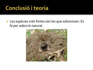    Les espècies més fortes són les que sobreviuen. Es
    fa per selecció natural.
 