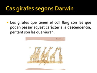    Les girafes que tenen el coll llarg són les que
    poden passar aquest caràcter a la descendència,
    per tant són les que viuran.
 