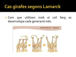    Com que utilitzen molt el coll llarg es
    desenvolupa cada generació més.
 
