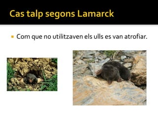    Com que no utilitzaven els ulls es van atrofiar.
 