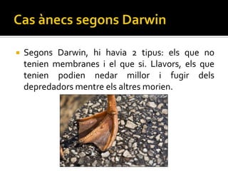    Segons Darwin, hi havia 2 tipus: els que no
    tenien membranes i el que si. Llavors, els que
    tenien podien nedar millor i fugir dels
    depredadors mentre els altres morien.
 