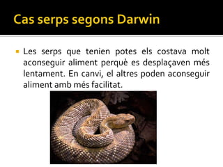    Les serps que tenien potes els costava molt
    aconseguir aliment perquè es desplaçaven més
    lentament. En canvi, el altres poden aconseguir
    aliment amb més facilitat.
 