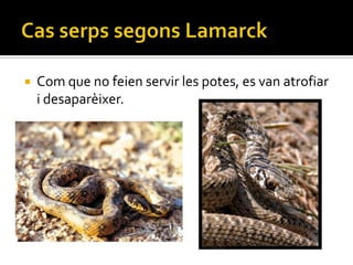    Com que no feien servir les potes, es van atrofiar
    i desaparèixer.
 