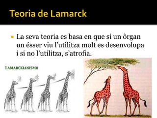    La seva teoria es basa en que si un òrgan
    un ésser viu l’utilitza molt es desenvolupa
    i si no l’utilitza, s’atrofia.
 