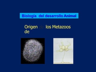 Biología del desarrollo Animal
Origen
de
los Metazoos
 