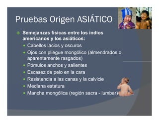 Pruebas Origen ASIÁTICO
 Semejanzas físicas entre los indios
americanos y los asiáticos:
 Cabellos lacios y oscuros
 Ojos con pliegue mongólico (almendrados o
aparentemente rasgados)
 Pómulos anchos y salientes
 Escasez de pelo en la cara
 Resistencia a las canas y la calvicie
 Mediana estatura
 Mancha mongólica (región sacra - lumbar)
 Semejanzas físicas entre los indios
americanos y los asiáticos:
 Cabellos lacios y oscuros
 Ojos con pliegue mongólico (almendrados o
aparentemente rasgados)
 Pómulos anchos y salientes
 Escasez de pelo en la cara
 Resistencia a las canas y la calvicie
 Mediana estatura
 Mancha mongólica (región sacra - lumbar)
 
