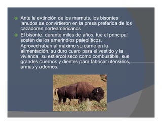  Ante la extinción de los mamuts, los bisontes
lanudos se convirtieron en la presa preferida de los
cazadores norteamericanos
 El bisonte, durante miles de años, fue el principal
sostén de los amerindios paleolíticos.
Aprovechaban al máximo su carne en la
alimentación, su duro cuero para el vestido y la
vivienda, su estiércol seco como combustible, sus
grandes cuernos y dientes para fabricar utensilios,
armas y adornos.
 Ante la extinción de los mamuts, los bisontes
lanudos se convirtieron en la presa preferida de los
cazadores norteamericanos
 El bisonte, durante miles de años, fue el principal
sostén de los amerindios paleolíticos.
Aprovechaban al máximo su carne en la
alimentación, su duro cuero para el vestido y la
vivienda, su estiércol seco como combustible, sus
grandes cuernos y dientes para fabricar utensilios,
armas y adornos.
 