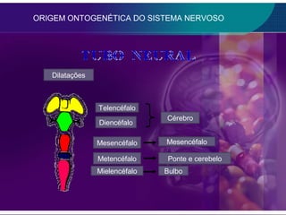 ORIGEM ONTOGENÉTICA DO SISTEMA NERVOSO




   Dilatações



                Telencéfalo
                               Cérebro
                Diencéfalo

                Mesencéfalo    Mesencéfalo

                Metencéfalo    Ponte e cerebelo
                Mielencéfalo   Bulbo
 