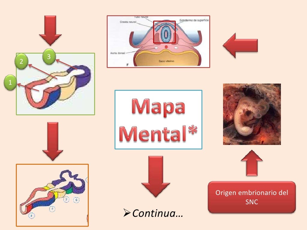 Origen embrionario del Sistema Nervioso Central