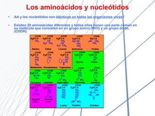 Los aminoácidos y nucleótidos ,[object Object],[object Object]