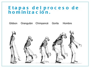 Etapas del proceso de hominización. Gibbon  Orangután  Chimpancé  Gorila  Hombre 