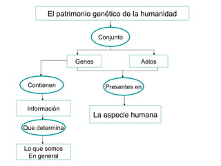 El patrimonio genético de la humanidad Conjunto Genes Aelos Presentes en Contienen Información Que determina Lo que somos En general La especie humana 