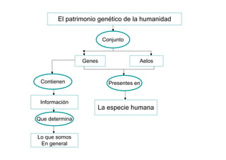 El patrimonio genético de la humanidad


                        Conjunto


                Genes                Aelos


 Contienen                Presentes en


 Información
                    La especie humana
Que determina


Lo que somos
 En general
 