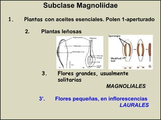Origen y Clasificación de las Angiospermas.pdf