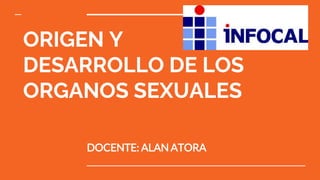 ORIGEN Y
DESARROLLO DE LOS
ORGANOS SEXUALES
DOCENTE: ALAN ATORA
 