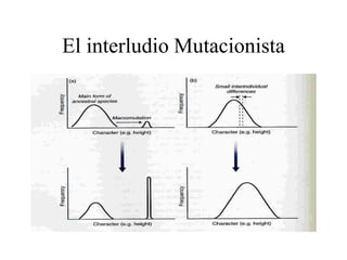 El interludio Mutacionista
 