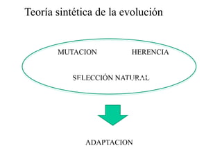 MUTACION HERENCIA
SELECCIÓN NATURAL
ADAPTACION
Teoría sintética de la evolución
 