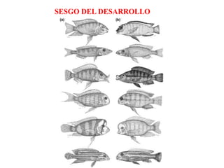 SESGO DEL DESARROLLO
 