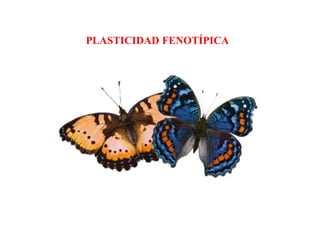 PLASTICIDAD FENOTÍPICA
 
