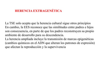 HERENCIA EXTRAGENÉTICA
La TSE solo acepta que la herencia cultural sigue otros principios
En cambio, la EES reconoce que las similitudes entre padres e hijos
son consecuencia, en parte de que los padres reconstruyen su propio
ambiente de desarrollo para su descendencia.
La herencia ampliada incluye la transmisión de marcas epigenéticas
(cambios químicos en el ADN que alteran los patrones de expresión)
que afectan la reproducción y la supervivencia
 