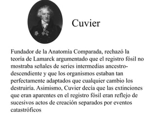 Fundador de la Anatomía Comparada, rechazó la
teoría de Lamarck argumentado que el registro fósil no
mostraba señales de series intermedias ancestro-
descendiente y que los organismos estaban tan
perfectamente adaptados que cualquier cambio los
destruiría. Asimismo, Cuvier decía que las extinciones
que eran aparentes en el registro fósil eran reflejo de
sucesivos actos de creación separados por eventos
catastróficos
Cuvier
 
