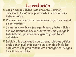 La evolución
Las primeras células (last universal common
ancestor: LUCA) eran procariotas, anaerobios y
heterótrofas.
Vivían en un mar rico en moléculas orgánicas llamado
caldo primitivo.
La materia orgánica fue agotándose y hubo células
que evolucionaron hacia el autotrofismo y surge la
fotosíntesis, primero anoxigénica y más tarde
oxigénica.
Debido a la acumulación de oxígeno, algunas células
evolucionan pudiendo usarlo en la oxidación de los
nutrientes con gran rendimiento energético. Surgen
las células aerobias.
 
