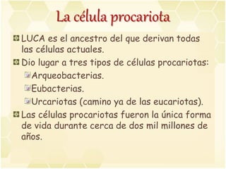 La célula procariota
LUCA es el ancestro del que derivan todas
las células actuales.
Dio lugar a tres tipos de células procariotas:
Arqueobacterias.
Eubacterias.
Urcariotas (camino ya de las eucariotas).
Las células procariotas fueron la única forma
de vida durante cerca de dos mil millones de
años.
 