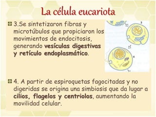 La célula eucariota
4. A partir de espiroquetas fagocitadas y no
digeridas se origina una simbiosis que da lugar a
cilios, flagelos y centriolos, aumentando la
movilidad celular.
3.Se sintetizaron fibras y
microtúbulos que propiciaron los
movimientos de endocitosis,
generando vesículas digestivas
y retículo endoplasmático.
 
