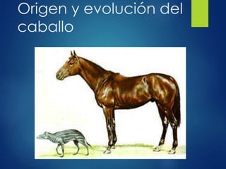 Origen y evolución del
caballo
 