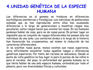 4.UNIDAD GENÉTICA DE LA ESPECIE HUMANA Las diferencias en el genoma se traducen en diferencias morfológicas anatómicas y fisiológicas. Los individuos de poblaciones aisladas que se han reproducido entre ellos han acumulado diferencias a lo largo de generaciones y muestran rasgos muy peculiares, estos rasgos hacen que existan las razas. En los humanos podemos hablar de raza, pero no de razas puras. En primer lugar es imposible que un conjunto de rasgos diferenciales los posean solo los individuos de una zona. Los contactos ávidos a lo largo de la historia han favorecido los cruzamientos, así mismo la reducción de los caracteres diferenciales. Si no existían razas puras, menos existen aun razas superiores, seria difícilmente encontrar todos aquellos rasgos y diferencias genéticas superiores. Por tanto del racismo se desvanece. Desde el punto de vista genético no hay lugar ni para la pureza de las rafas ni para el racismo. Así pues, la uniformidad del genoma humano es lo que limita hablar de una sola especie humana, extendida por todo el planeta, pero con diversidades físicas y culturales. 