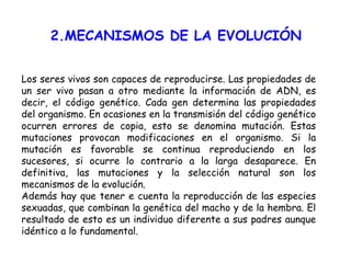 2.MECANISMOS DE LA EVOLUCIÓN Los seres vivos son capaces de reproducirse. Las propiedades de un ser vivo pasan a otro mediante la información de ADN, es decir, el código genético. Cada gen determina las propiedades del organismo. En ocasiones en la transmisión del código genético ocurren errores de copia, esto se denomina mutación. Estas mutaciones provocan modificaciones en el organismo. Si la mutación es favorable se continua reproduciendo en los sucesores, si ocurre lo contrario a la larga desaparece. En definitiva, las mutaciones y la selección natural son los mecanismos de la evolución.  Además hay que tener e cuenta la reproducción de las especies sexuadas, que combinan la genética del macho y de la hembra. El resultado de esto es un individuo diferente a sus padres aunque idéntico a lo fundamental. 