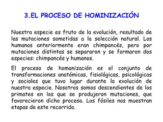 3.EL PROCESO DE HOMINIZACIÓN Nuestra especie es fruto de la evolución, resultado de las mutaciones sometidas a la selección natural. Los humanos anteriormente eran chimpancés, pero por mutaciones distintas se separaron y se formaron dos especies: chimpancés y humanos. El proceso de homanización es el conjunto de transformaciones anatómicas, fisiológicas, psicológicas y sociales que tuvo lugar durante la evolución de nuestra especie. Nosotros somos descendientes de los primates en los que se produjeron mutaciones, que favorecieron dicho proceso. Los fósiles nos muestran etapas de este recorrido. 