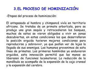 3.EL PROCESO DE HOMINIZACIÓN -Etapas del proceso de hominización: El antepasado al hombre y chimpancé vivía en territorio africano. Se trataba de un primate arborícola, pero se produjo una gran sequía y retrocedieron los bosques, muchos de estos se vieron obligados a vivir en zonas descubiertas, en estas condiciones los que desarrollaron la posición erguida tuvieron mejores condiciones para reproducirse y sobrevivir, ya que podían ver de lejos la llegada de sus enemigos. Los humanos provenimos de esta línea de primates. Los primeros homínidos ya anduvieron erguidos, esta innovación permitió que las manos se liberasen de funciones locomotoras. La reducción de la mandíbula se acompaño de la expansión de la caja craneal y la expansión del cerebro.   