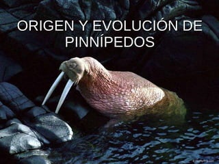 ORIGEN Y EVOLUCIÓN DE PINNÍPEDOS 