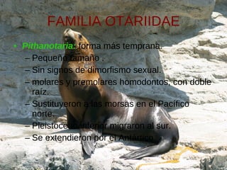 FAMILIA OTARIIDAE <ul><li>Pithanotaria:  forma más temprana.  </li></ul><ul><ul><li>Pequeño tamaño .  </li></ul></ul><ul><...