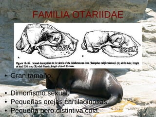 FAMILIA OTARIIDAE <ul><li>Gran tamaño. </li></ul><ul><li>Dimorfismo sexual. </li></ul><ul><li>Pequeñas orejas cartilaginos...