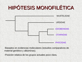 HIPÓTESIS MONOFILÉTICA MUSTELIDAE URSIDAE ODOBENIDAE OTARIIDAE PHOCIDAE <ul><li>Basados en evidencias moleculares (estudio...