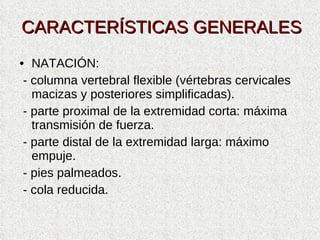 CARACTERÍSTICAS GENERALES <ul><li>NATACIÓN: </li></ul><ul><li>- columna vertebral flexible (vértebras cervicales macizas y...