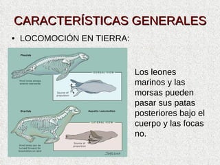 CARACTERÍSTICAS GENERALES <ul><li>LOCOMOCIÓN EN TIERRA: </li></ul>Los leones marinos y las morsas pueden pasar sus patas p...