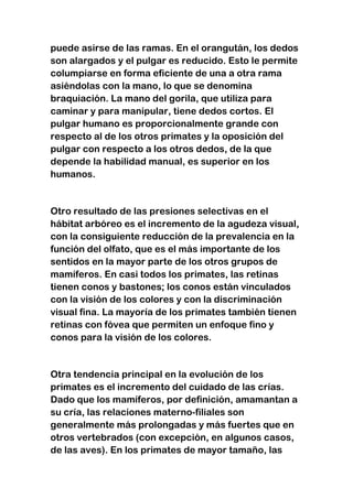 puede asirse de las ramas. En el orangután, los dedos
son alargados y el pulgar es reducido. Esto le permite
columpiarse en forma eficiente de una a otra rama
asiéndolas con la mano, lo que se denomina
braquiación. La mano del gorila, que utiliza para
caminar y para manipular, tiene dedos cortos. El
pulgar humano es proporcionalmente grande con
respecto al de los otros primates y la oposición del
pulgar con respecto a los otros dedos, de la que
depende la habilidad manual, es superior en los
humanos.

Otro resultado de las presiones selectivas en el
hábitat arbóreo es el incremento de la agudeza visual,
con la consiguiente reducción de la prevalencia en la
función del olfato, que es el más importante de los
sentidos en la mayor parte de los otros grupos de
mamíferos. En casi todos los primates, las retinas
tienen conos y bastones; los conos están vinculados
con la visión de los colores y con la discriminación
visual fina. La mayoría de los primates también tienen
retinas con fóvea que permiten un enfoque fino y
conos para la visión de los colores.

Otra tendencia principal en la evolución de los
primates es el incremento del cuidado de las crías.
Dado que los mamíferos, por definición, amamantan a
su cría, las relaciones materno-filiales son
generalmente más prolongadas y más fuertes que en
otros vertebrados (con excepción, en algunos casos,
de las aves). En los primates de mayor tamaño, las

 