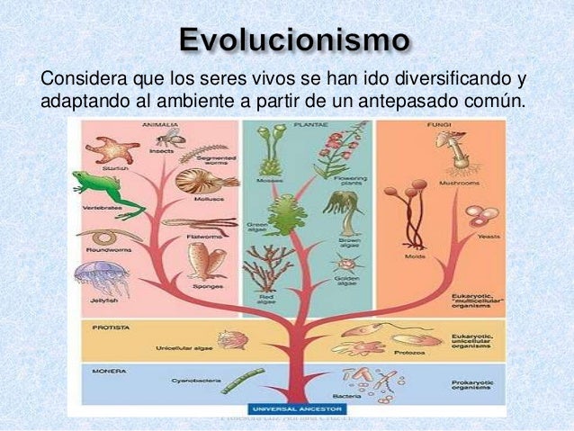 Origen Y Evolucion De Los Organismos