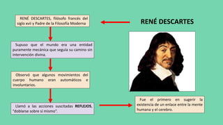 RENÉ DESCARTES, filósofo francés del
siglo xvii y Padre de la Filosofía Moderna
Supuso que el mundo era una entidad
puramente mecánica que seguía su camino sin
intervención divina.
Observó que algunos movimientos del
cuerpo humano eran automáticos e
involuntarios.
Llamó a las acciones suscitadas REFLEJOS,
“doblarse sobre sí mismo”.
Fue el primero en sugerir la
existencia de un enlace entre la mente
humana y el cerebro.
RENÉ DESCARTES
 