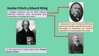 Gustav Fritsch y Eduard Hitzig
Fisiologos alemanes que en 1870 utilizaron
estímulos eléctricos como herramienta para
comprender la fisiología del cerebro.
Descubrieron que al estimular diferentes
partes de una región específica del cerebro,
provocaban la contracción de músculos
específicos en el lado opuesto del cuerpo.
A esta región se le conoce ahora como “Corteza
Motora Primaria”.
 