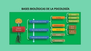 BASES BIOLÓGICAS DE LA PSICOLOGÍA
 