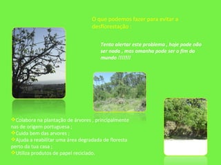 O que podemos fazer para evitar a desflorestação :  Colabora na plantação de árvores , principalmente nas de origem portuguesa ; Cuida bem das arvores ; Ajuda a reabilitar uma área degradada de floresta perto da tua casa ; Utiliza produtos de papel reciclado. Tenta alertar este problema , hoje pode não ser nada , mas amanha pode ser o fim do mundo !!!!!!!  