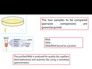 The two samples to be compared
(pairwise comparison) are
grown/acquired.
RNA
DNA
DNA/RNA bound to a protein
The purified RNA is analysed for quality (by capillary
electrophoresis) and quantity (by using a nanodrop
spectrometer)
 
